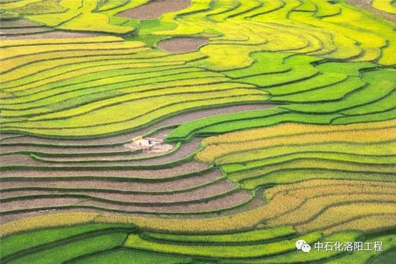 芒种 | 广州(洛阳)工程原油商储项目花开四方 芒种 | 广州(洛阳)工程原油商储项目花开四方